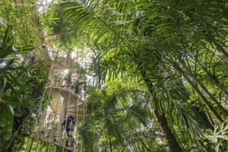Tropical rainforest, cast-iron spiral staircase, Palm House, oldest Victorian greenhouse in the