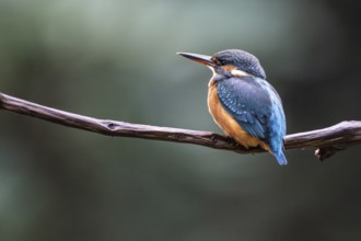 Common kingfisher (Alcedo atthis), Emsland, Lower Saxony, Germany, Europe
