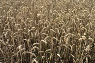 Common wheat (Triticum aestivum), Bavaria, Germany, Europe