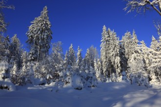 Winter landscape in the Fichtelgebirge, Bayreuth district, Upper Franconia, Bavaria, Germany,