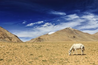 White horse grazing in Himalayas. Ladakh, Jammu and Kashmir, India, Asia