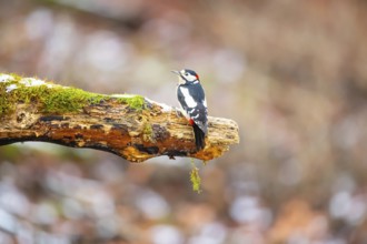 Great spotted woodpecker (Dendrocopus major) male in the snow, Germany, Europe