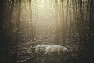 Swabian-Hall pigs in an oak forest, Iphofen, Lower Franconia, Franconia, Bavaria, Germany, Europe