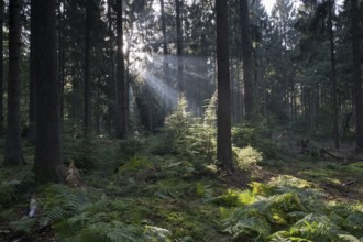 Rays of light in the common beech (Fagus sylvatica), Emsland, Lower Saxony, Germany, Europe