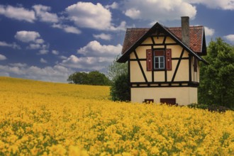 Small half-timbered house surrounded by flowering rape fields, Bamberg, Upper Franconia, Germany,