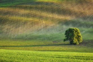 Lonely tree in rolling fields landscape of Moravia, Czech Republic, Europe