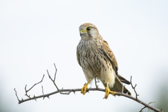 Kestrel (Falco tinnunculus) juven. Germany