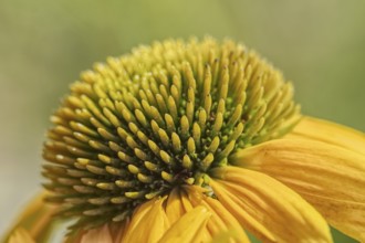 Close-up of a yellow coneflower (Echinacea flower) with prominent flower centre, Siegen, North