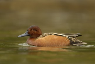 Cinnamon Teal (Spatula cyanoptera) male, Texas, USA, North America