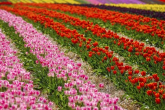 Tulips blooming in a tulip field, Grevenbroich, North Rhine-Westphalia, Germany, Europe