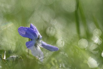 Violets with morning dew, April, Germany, Europe