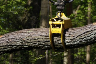 Tree felling work, symbolic image for drought, Germany, Europe
