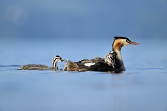 Great Crested Grebe (Podiceps Scalloped ribbonfish), with chicks in plumage swimming in the water,