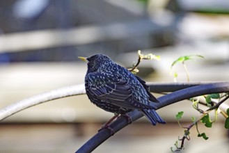 A starling sits on a branch in the sunlight, surrounded by green leaves, Braunschweig, Lower