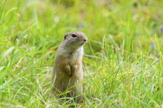 European ground squirrel (Spermophilus citellus) on a meadwo, Bavaria, Germany, Europe
