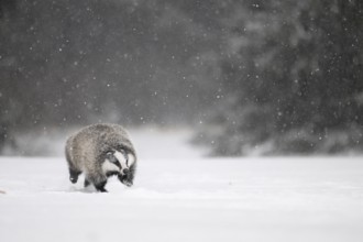 Badger in the snow, Wittlich, Rhineland-Palatinate, Germany, Europe