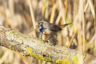 Bluethroat (Luscinia svecica cyanecula) Male Germany