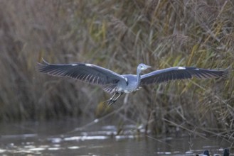 Grey heron (Ardea cinerea) Germany