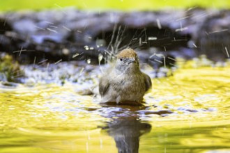 Blackcap (Sylvia atricapilla) wbl while bathing Germany