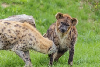 Two adult spotted hyenas (Crocuta crocuta), one male and one female, display courtship behavior