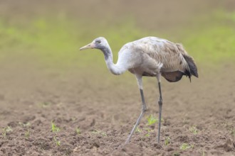 Common crane, Common crane (Grus grus) young bird standing on a field in spring, wildlife, birds,