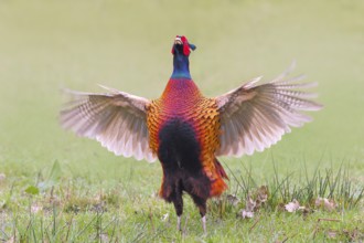 Pheasant, hunting pheasant (Phasianus colchicus), adult male bird flapping its wings in a meadow,