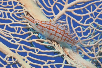 Underwater photo Close-up of longnose hawkfish (Oxycirrhites typus) sitting in fan coral (Annella