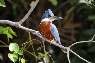 Ringed kingfisher (Ceryle torquata) Pantanal Brazil