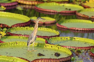 Mongrove Heron (Butorides striatus) Pantanal Brazil