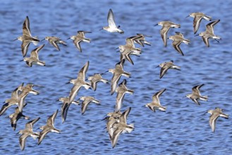 Dunlins (Calidris alpina), flock of wading birds in non-breeding plumage flying over sea water