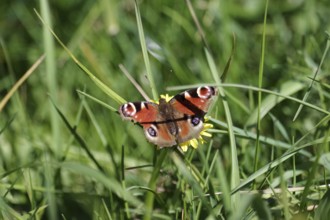 Butterfly, peacock butterfly (Aglais io), colourful, blades of grass, meadow, insect, A peacock