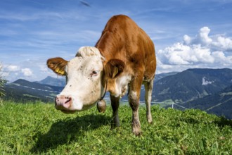 Calf (Bos primigenius taurus), cow with bell on an alpine meadow, Simmental cattle, Hochbrixen,