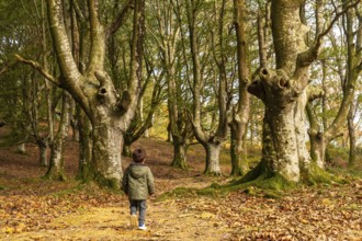 Child running and having fun in the beech forest on the Urdaburu mountain in Errenteria at sunset,