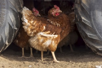 Brown chicken standing under tractor, domestic chicken, Rhineland-Palatinate, Germany, Europe
