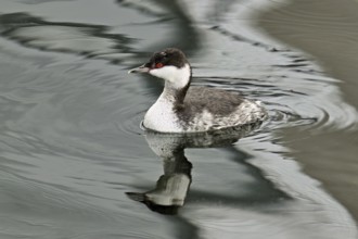 Slavonian Grebe (Podiceps auritus), adult, in adult plumage, winter plumage, swimming in Lake Zug,