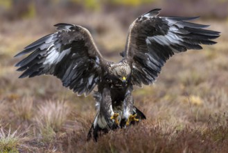 European golden eagle (Aquila chrysaetos chrysaetos) juvenile catching rodent prey with big talons