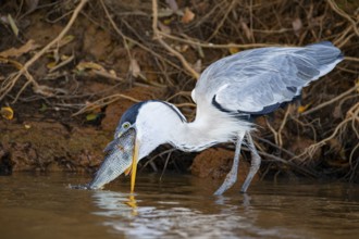 Cocoi Heron (Ardea cocoi) Pantanal Brazil