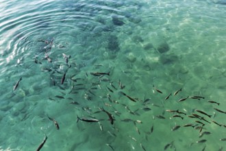 School of fish on the water surface, harbour, Caleta del Sebo, La Graciosa island, Chinijo