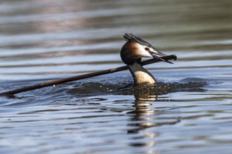 Great Crested Grebe (Podiceps cristatus), Emsland, Lower Saxony, Germany, Europe