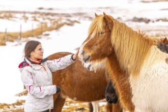 Tourist woman stroking brown horses in Iceland winter with snowy everything