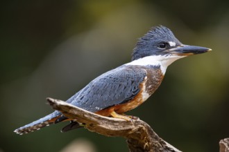 Ringed kingfisher (Ceryle torquata) Pantanal Brazil