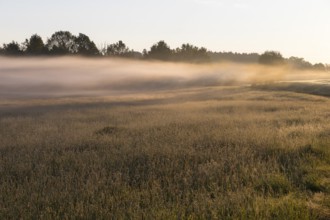 Morning fog over a meadow near Bischofswerda, Saxony, Germany, Europe