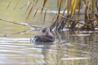 Little grebe (Tachybaptus ruficollis) Germany
