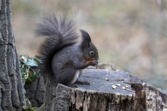 Squirrel (Sciurus vulgaris), sitting on a tree trunk and eating nuts, Vienna, Austria, Europe