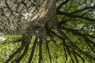 English oak (Quercus robur), hut oak, Emsland, Lower Saxony, Germany, Europe