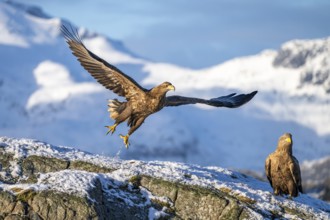 White-tailed eagle (Haliaeetus albicilla), taking off in front of a snowy mountain panorama,