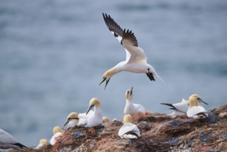 Northern gannet (Morus bassanus) flying over the colony on the cliffs while arguing, wildlife,