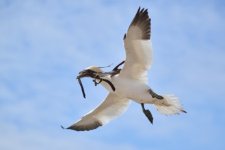 Northern gannet (Morus bassanus) flying in the sky with rivet material in the beak, wildlife,