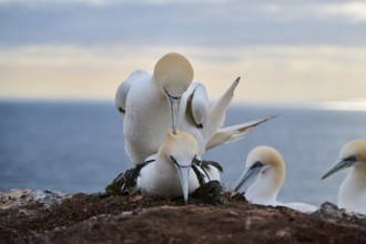 Northern gannet (Morus bassanus) couple having a love game on the cliff, wildlife, Helgoland,