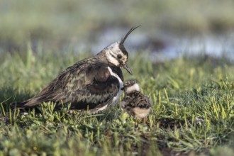 Lapwing (Vanellus vanellus) with young, Lower Saxony, Germany, Europe